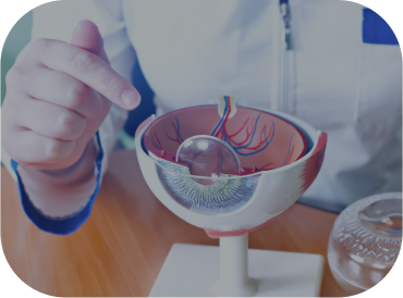 Close Up Of Optometrist Looking At Model Of Eye